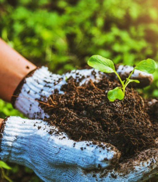 Organic Fertilizer